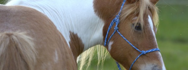 Das Pferd Milan blickt nach rechts
